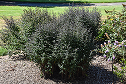 Prince Calico Aster (Symphyotrichum lateriflorum 'Prince') at Lakeshore Garden Centres