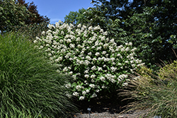 Fire And Ice Hydrangea (Hydrangea paniculata 'Wim's Red') at Peter Knippel Garden Centre