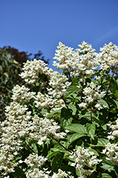 Fire And Ice Hydrangea (Hydrangea paniculata 'Wim's Red') at Golden Acre Home & Garden