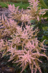 Hennie Graafland Astilbe (Astilbe simplicifolia 'Hennie Graafland') at Peter Knippel Garden Centre