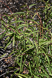 Willow Leaf Spiketail (Stachyurus salicifolius) at Lakeshore Garden Centres