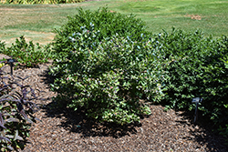 Pink Icing Blueberry (Vaccinium 'ZF06-079') at Peter Knippel Garden Centre