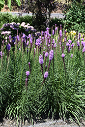 Kobold Blazing Star (Liatris spicata 'Kobold') at Peter Knippel Garden Centre
