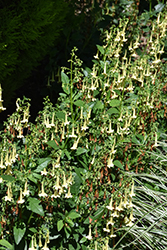 COLORBURST Yellow Cape Fuchsia (Phygelius 'TNPHYCY') at Lakeshore Garden Centres
