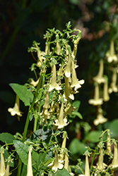 COLORBURST Yellow Cape Fuchsia (Phygelius 'TNPHYCY') at Lakeshore Garden Centres