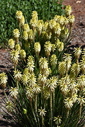 Poco Citron Torchlily (Kniphofia 'Poco Citron') at Lakeshore Garden Centres