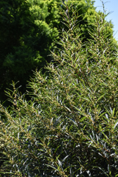 Cutleaf Glossy Buckthorn (Rhamnus frangula 'Asplenifolia') at Lakeshore Garden Centres
