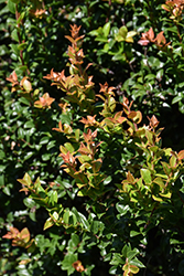 Thunderbird Evergreen Huckleberry (Vaccinium ovatum 'Thunderbird') at Lakeshore Garden Centres