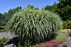 Cabaret Maiden Grass (Miscanthus sinensis 'Cabaret') at Lakeshore Garden Centres