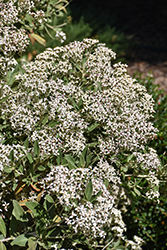 Aotearoa Daisy Streamside Tree Daisy (Olearia cheesemanii 'Aotearoa Daisy') at Lakeshore Garden Centres