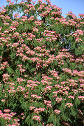 Ombrella Mimosa (Albizia julibrissin 'Boubri') at Lakeshore Garden Centres
