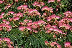Ombrella Mimosa (Albizia julibrissin 'Boubri') at Lakeshore Garden Centres