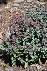 Evolution Purple Crush Stonecrop (Sedum 'TNSEDEPC') at Lakeshore Garden Centres
