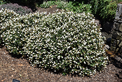 Pink Candy Hebe (Hebe 'Tulpink') at Lakeshore Garden Centres