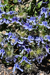 Caerulea Solitary Clematis (Clematis integrifolia 'Caerulea') at Lakeshore Garden Centres