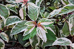 Island Sunset Fuchsia (Fuchsia 'Island Sunset') at Lakeshore Garden Centres