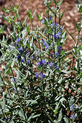 Blue Balloon Caryopteris (Caryopteris x clandonensis 'Korball') at Lakeshore Garden Centres