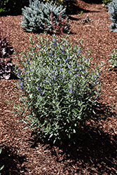 Blue Balloon Caryopteris (Caryopteris x clandonensis 'Korball') at Lakeshore Garden Centres