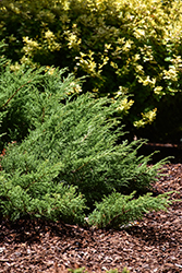 Fuzzball Siberian Carpet Cypress (Microbiota decussata 'Condavis') at Lakeshore Garden Centres