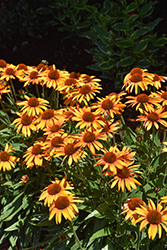 Prima Tiger Coneflower (Echinacea 'Prima Tiger') at Lakeshore Garden Centres