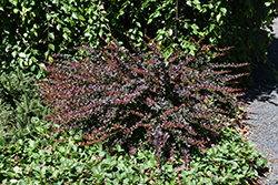 Lava Nugget Barberry (Berberis thunbergii 'Martha') at Lakeshore Garden Centres