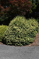 Golden Prince Wintercreeper (Euonymus fortunei 'Monce') at Lakeshore Garden Centres