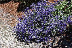 Sapphire Indigo Clematis (Clematis 'Sapphire Indigo') at Peter Knippel Garden Centre
