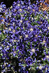 Sapphire Indigo Clematis (Clematis 'Sapphire Indigo') at Peter Knippel Garden Centre
