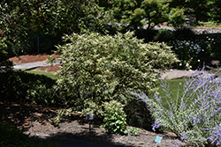 Takeda Nishiki Japanese Summersweet (Clethra barbinervis 'Takeda Nishiki') at Lakeshore Garden Centres