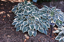 El Nino Hosta (Hosta 'El Nino') at Lakeshore Garden Centres