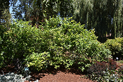 Northland Blueberry (Vaccinium corymbosum 'Northland') at Peter Knippel Garden Centre