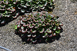 Crimson Fans Mukdenia (Mukdenia rossii 'Crimson Fans') at Lakeshore Garden Centres