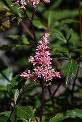 Lollypop Astilbe (Astilbe 'Lollypop') at Lakeshore Garden Centres