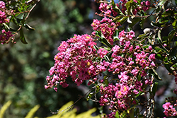 Pecos Crapemyrtle (Lagerstroemia indica 'Pecos') at Lakeshore Garden Centres