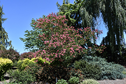 Pecos Crapemyrtle (Lagerstroemia indica 'Pecos') at Lakeshore Garden Centres
