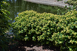 FloralBerry Chardonnay St. John's Wort (Hypericum x inodorum 'KOLCHAR') at Lakeshore Garden Centres