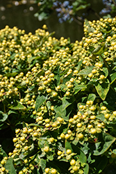 FloralBerry Chardonnay St. John's Wort (Hypericum x inodorum 'KOLCHAR') at Lakeshore Garden Centres