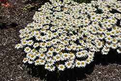Shortstop Shasta Daisy (Leucanthemum x superbum 'Shortstop') at Lakeshore Garden Centres