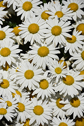Shortstop Shasta Daisy (Leucanthemum x superbum 'Shortstop') at Lakeshore Garden Centres