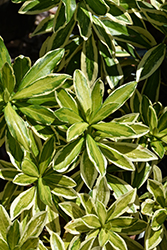 Banana Split Winter Daphne (Daphne odora 'Monzulzay') at Lakeshore Garden Centres