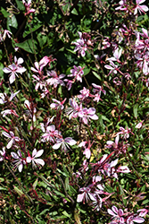 Steffi Blush Pink Gaura (Gaura lindheimeri 'Steffi Blush Pink') at Lakeshore Garden Centres