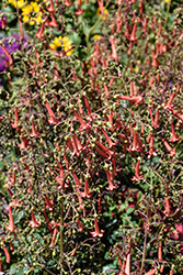 COLORBURST Deep Red Cape Fuchsia (Phygelius 'TNPHYCDR') at Lakeshore Garden Centres