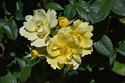 Grace N' Grit Yellow Rose (Rosa 'Radmonyel') at A Very Successful Garden Center
