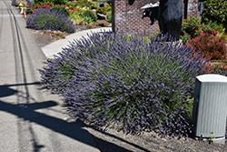Phenomenal Lavender (Lavandula x intermedia 'Phenomenal') at Peter Knippel Garden Centre