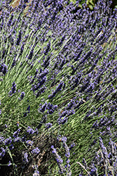Phenomenal Lavender (Lavandula x intermedia 'Phenomenal') at Peter Knippel Garden Centre
