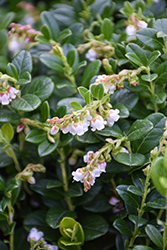 Red Candy Lingonberry (Vaccinium vitis-idaea 'Red Candy') at Peter Knippel Garden Centre