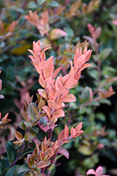 Cascade Sunburst Evergreen Huckleberry (Vaccinium ovatum 'Vacbri2') at Lakeshore Garden Centres