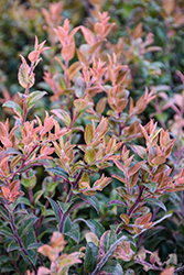 Cascade Sunburst Evergreen Huckleberry (Vaccinium ovatum 'Vacbri2') at Lakeshore Garden Centres