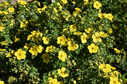 Klondike Potentilla (Potentilla fruticosa 'Klondike') at Lakeshore Garden Centres
