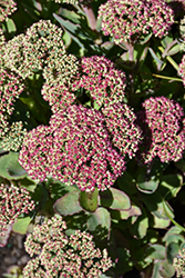 Pool Party Stonecrop (Sedum 'Pool Party') at Lakeshore Garden Centres